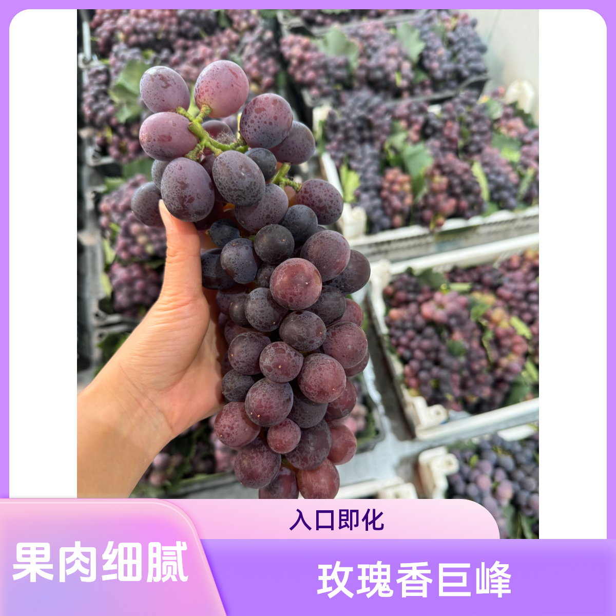 玫瑰香巨峰葡萄  让你感受浓郁的玫瑰香葡萄同城送安徽省