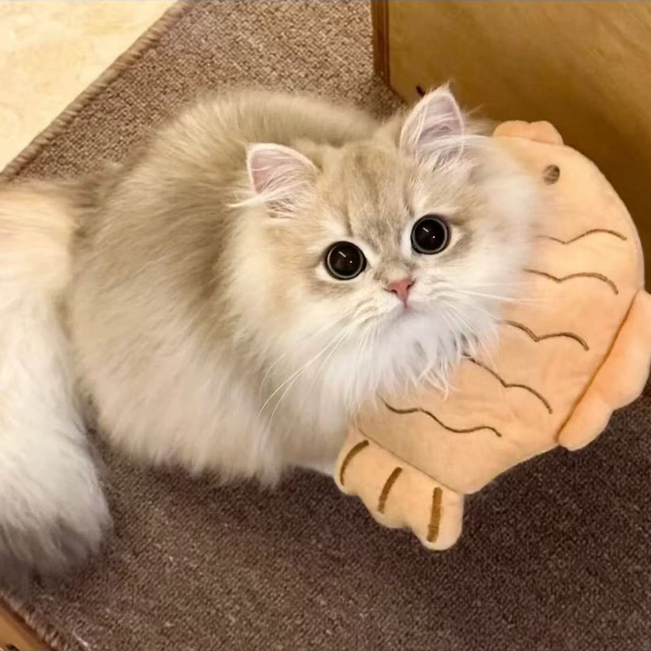 【老张宠物猫】-精品活体猫咪