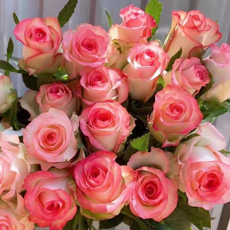 唯美公主艾莎云南鲜花基地直发 拍两单升级顺丰冷链包邮 家用鲜花