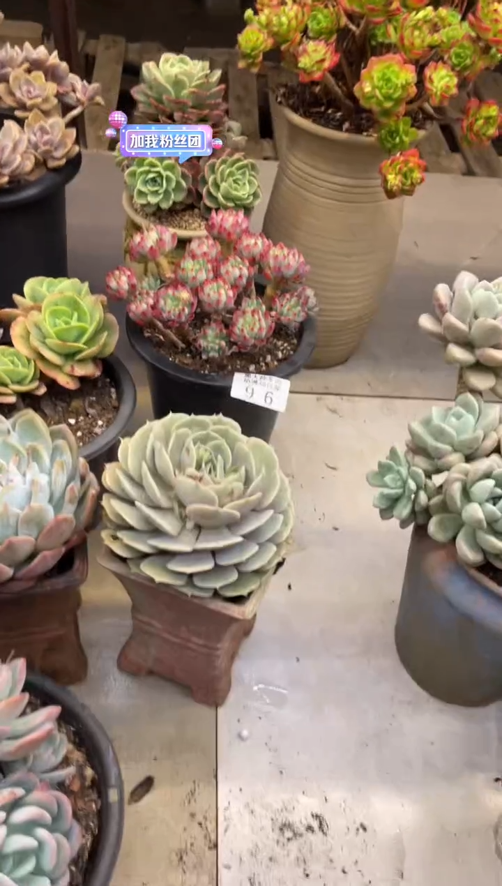 【闪购商品】96蓝苹果