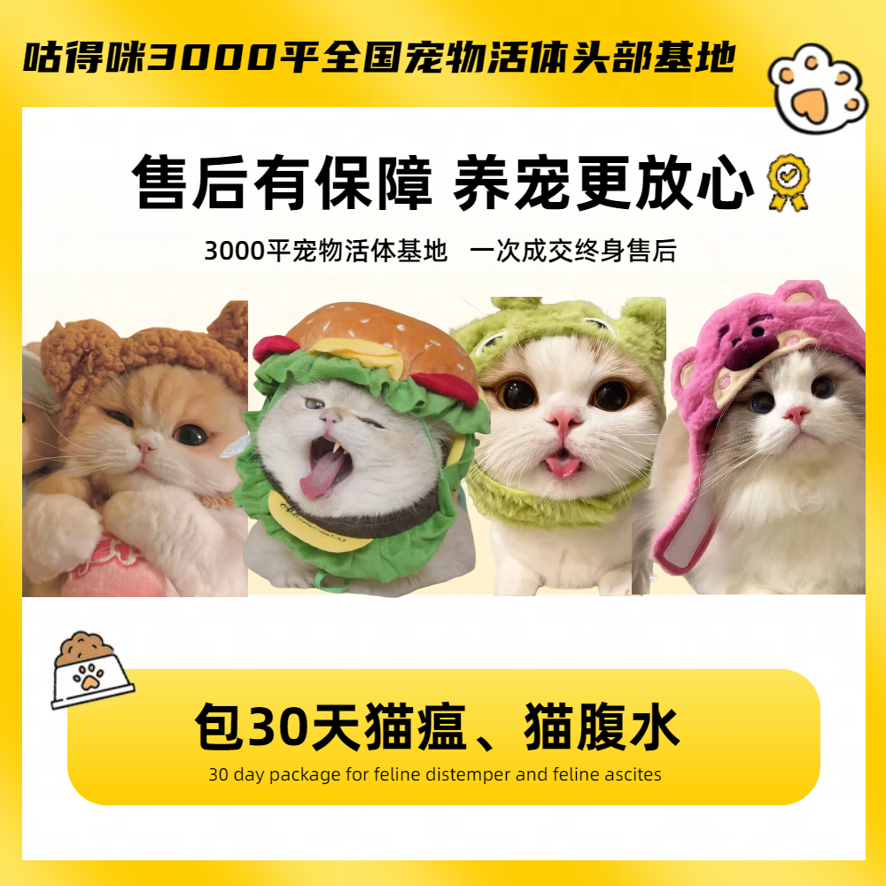 【宠都汇-双12活动版】精品宠物猫全款包到家-宠养-曼基康-拿破仑