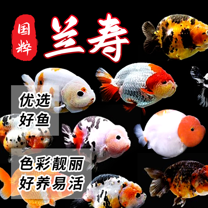 活体冷水金鱼兰寿观赏鱼新手红手熊猫玉兔寿红白五花波妞