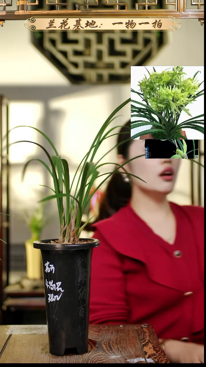 完全开放花开富贵