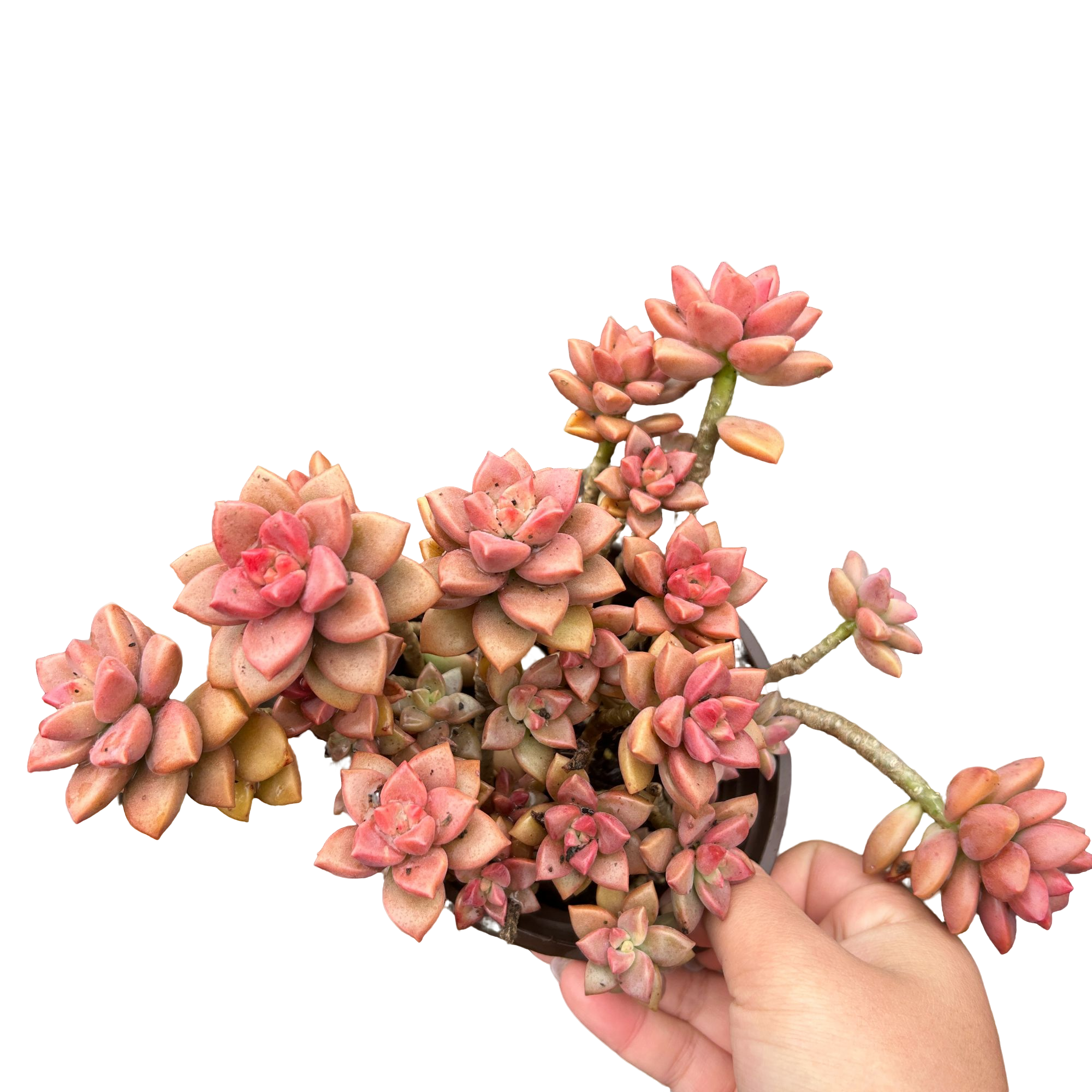 姬胧月  多肉植物 （ 满15包邮 直播间展示为准）