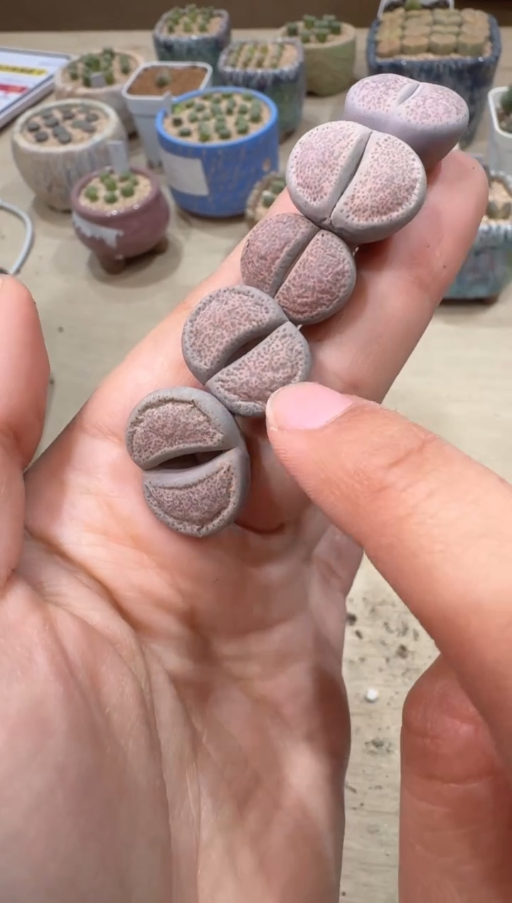 多肉植物肉锥23-6