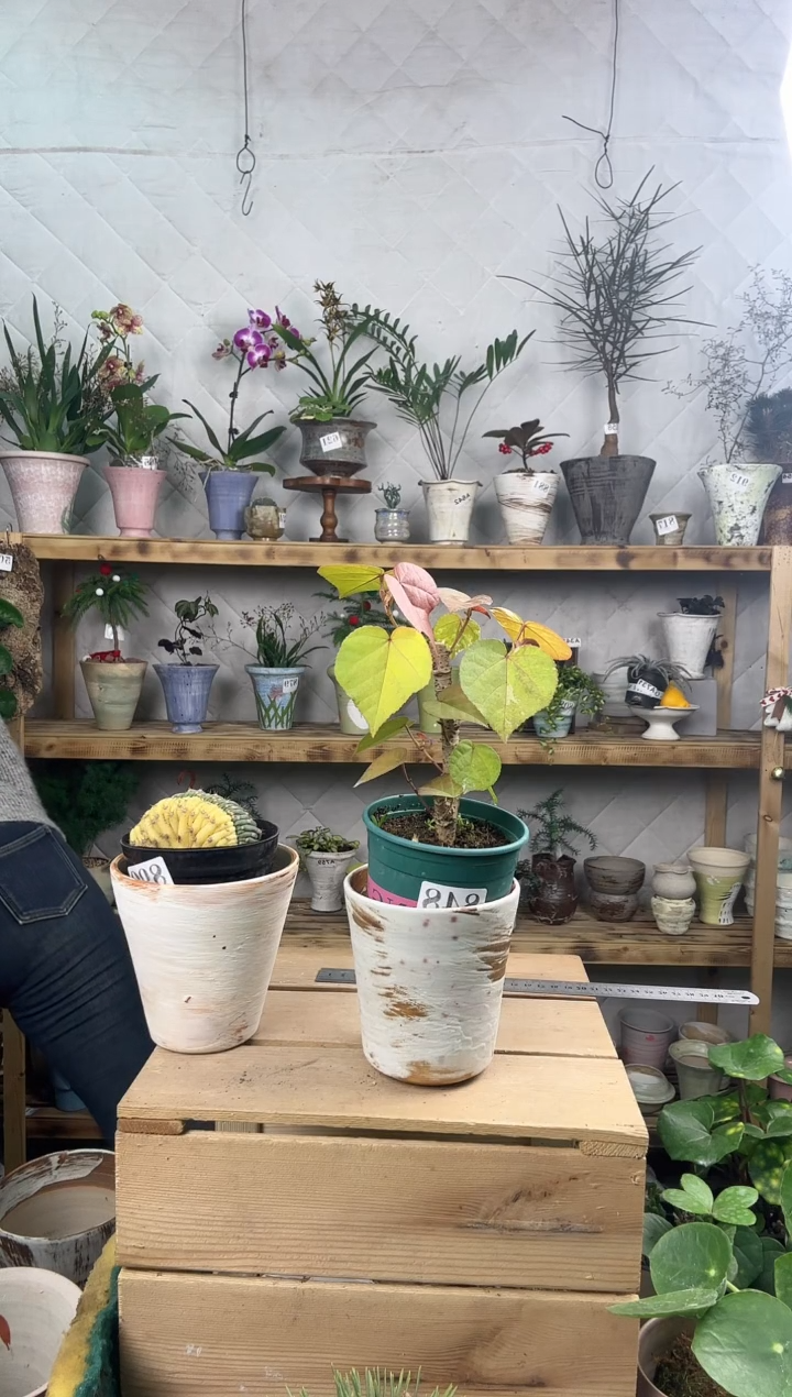 无花朵?*蟹花叶黄锦加盆一套