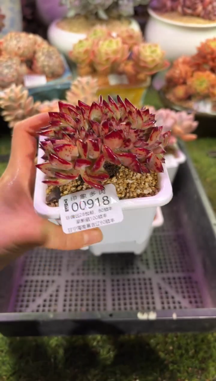 【闪购商品】00918