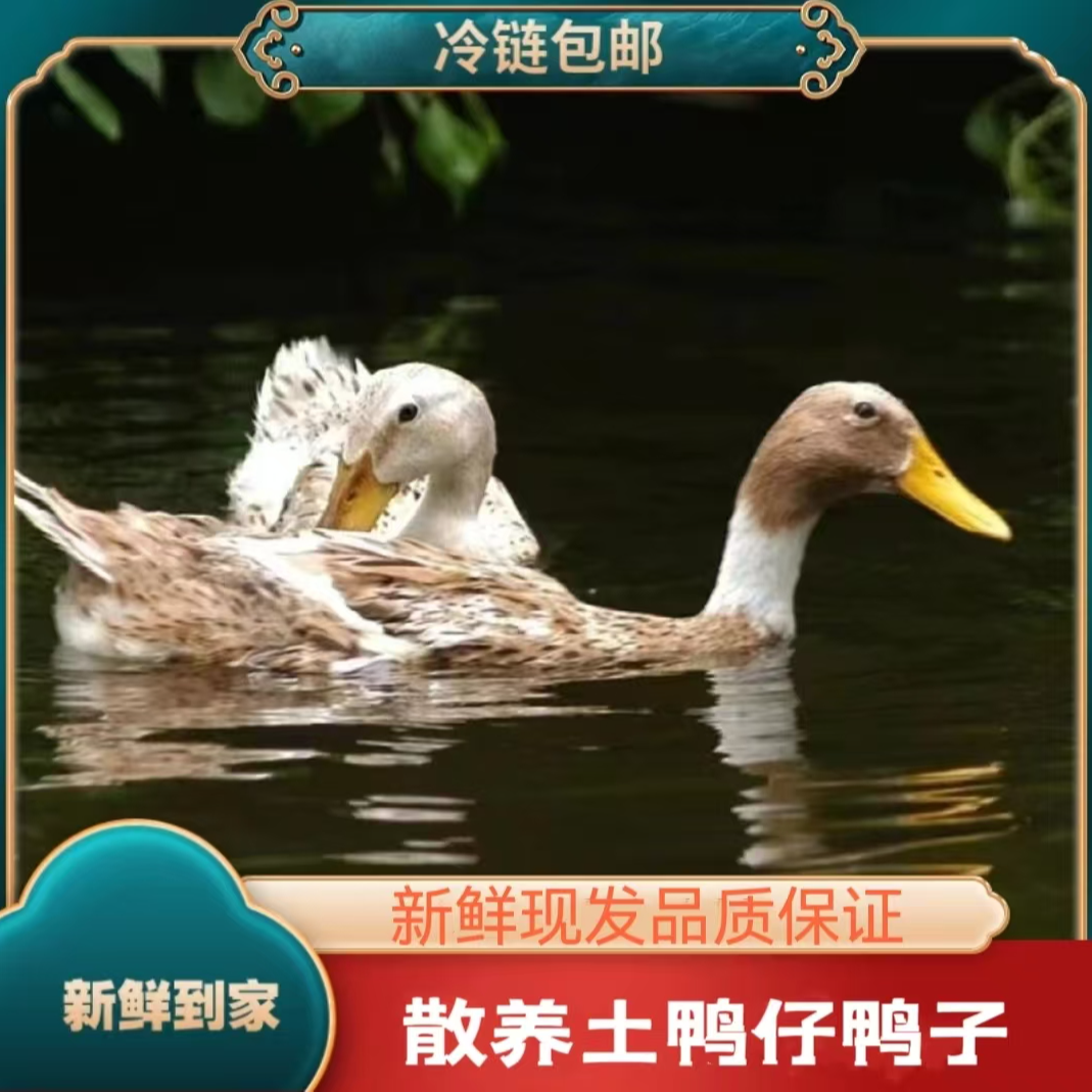 【张同学】买2送1 到手3只 农家放养土鸭子 3只净重共6斤 肉质鲜嫩