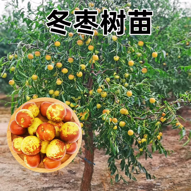 【顺丰包邮】山东沾化二代冬枣树苗木盆栽地栽耐寒南北种植当年成活