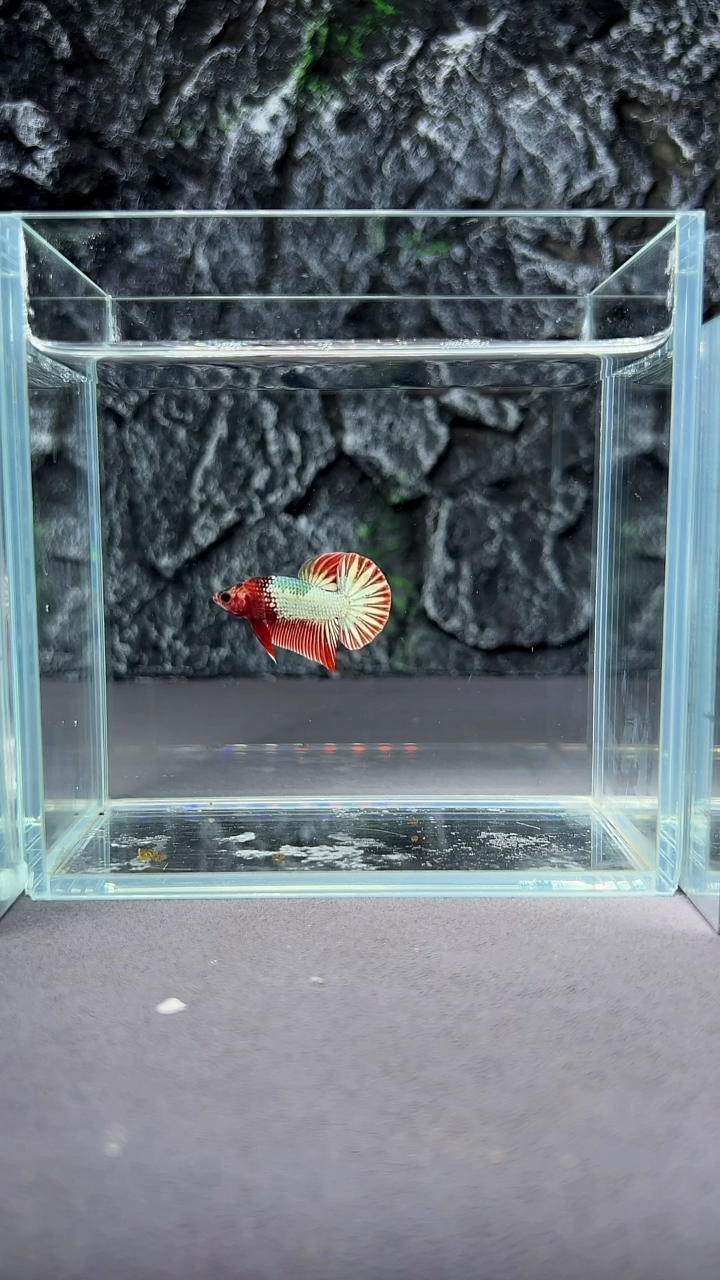 斗鱼竞拍链接A028