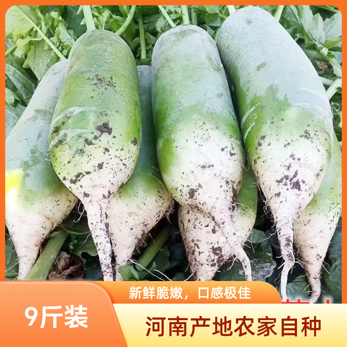 【河南青萝卜】河南农家自种新鲜现挖老品种青萝卜清脆多汁可生吃