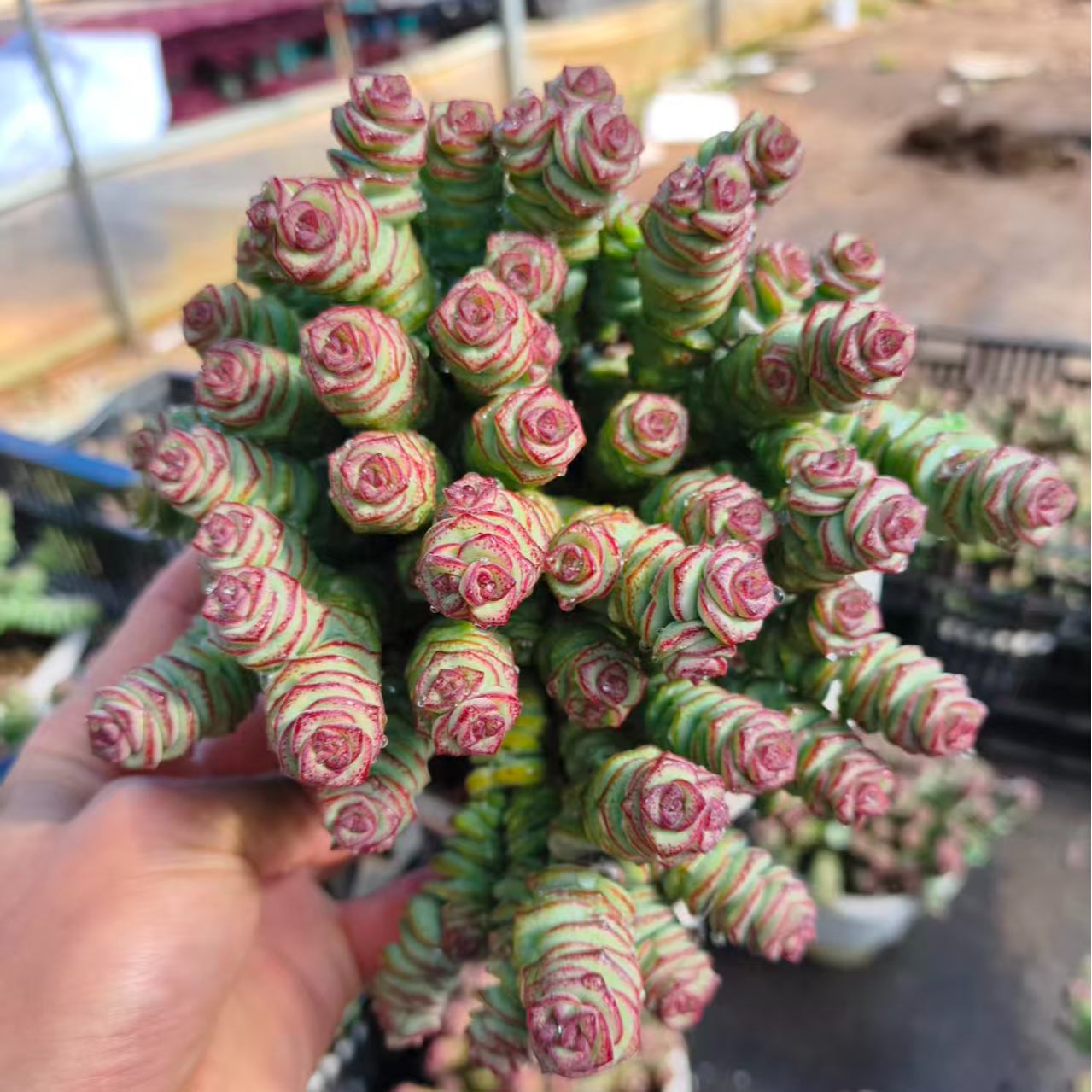 整桩钱串钱串子多肉盆栽多肉植物室内外好养盆栽四季可养散光可养