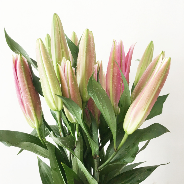 【粉百合】鲜花花束香水百合云南昆明基地直发家用水养客厅装饰