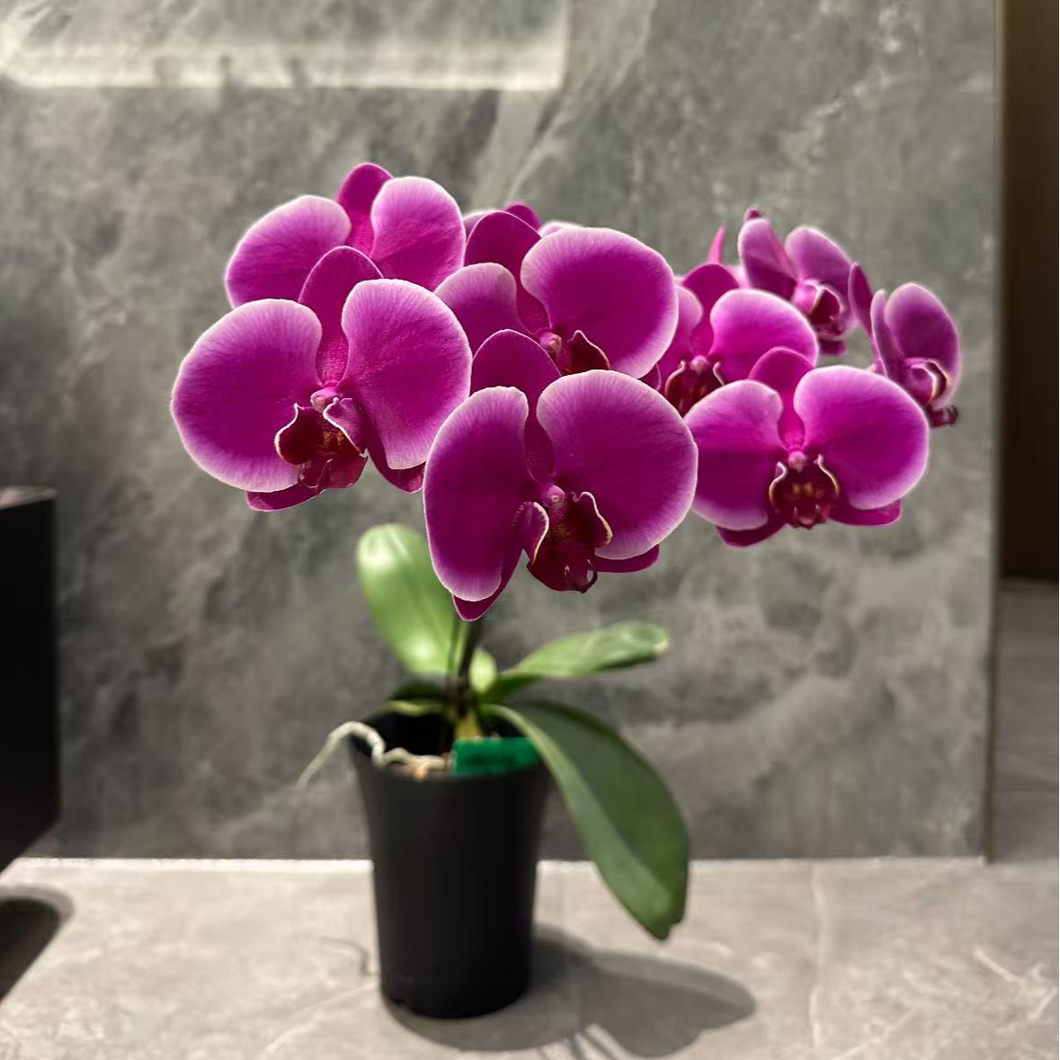 【李先生宠粉】比勒陀利亚~蝴蝶兰单花剑带花带花苞发货