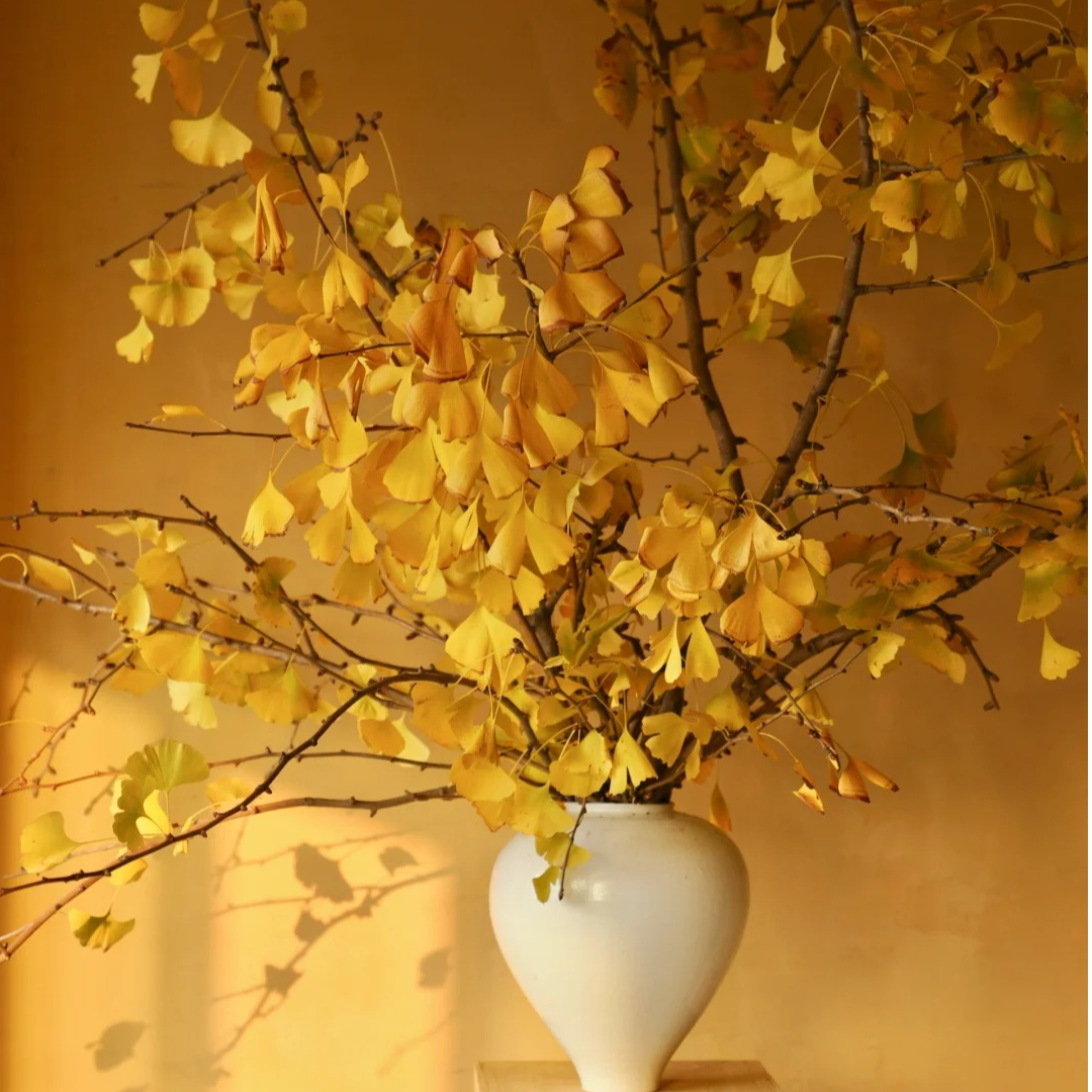 【悠哉生活】秋色银杏叶 云南鲜花