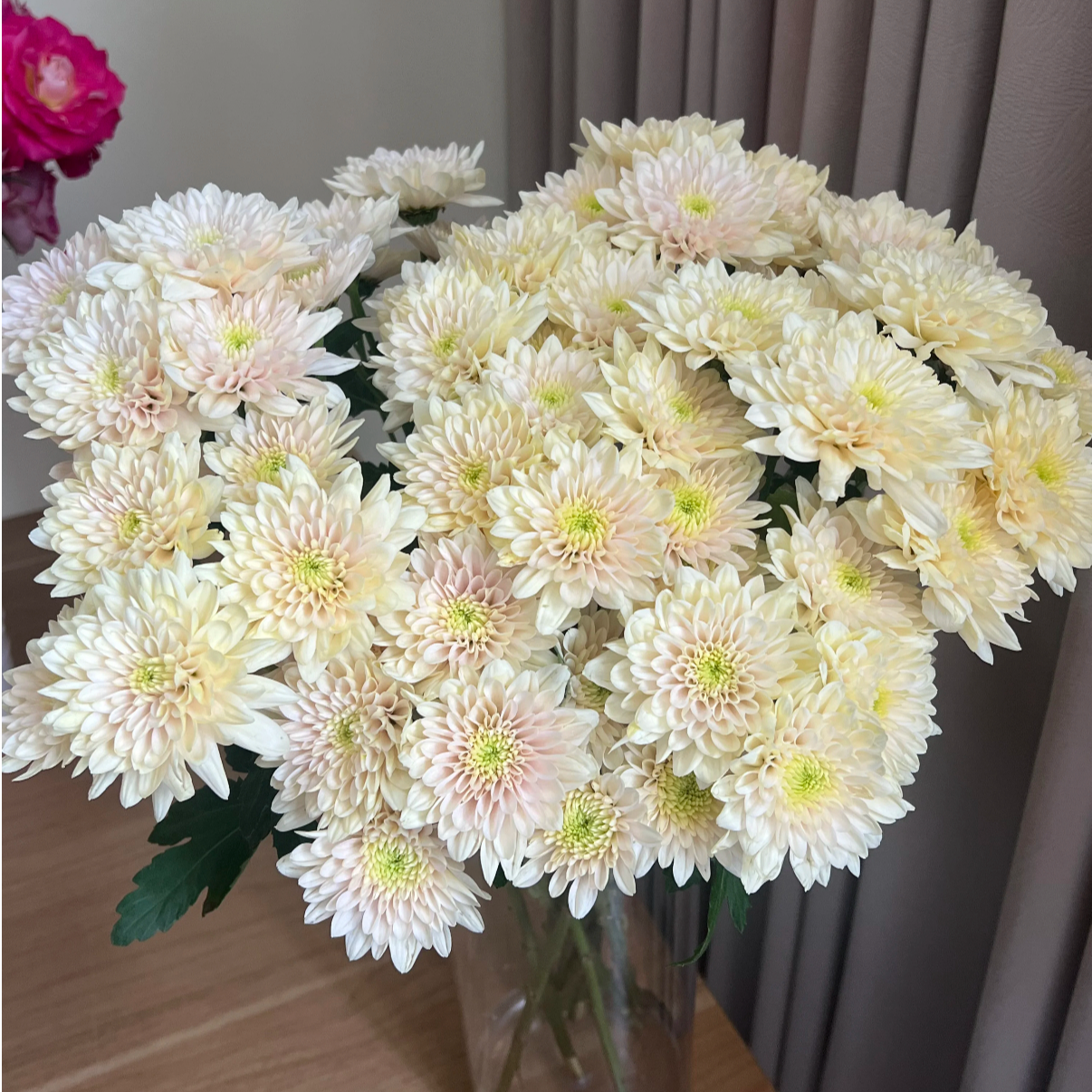 【小菊 香草沙拉】顺丰包邮 山东直发 48H发货