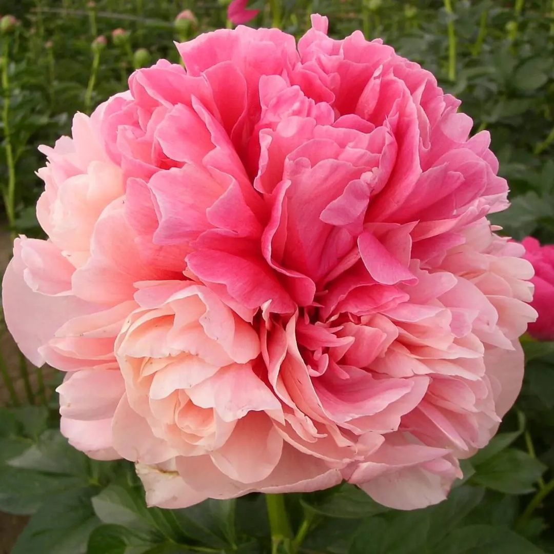  【金姆的根】进口芍药