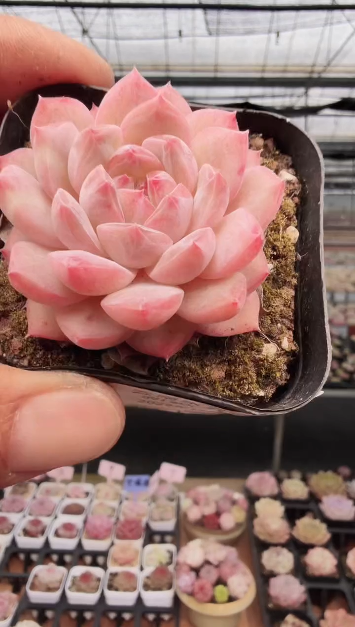 东云多肉园新款-319