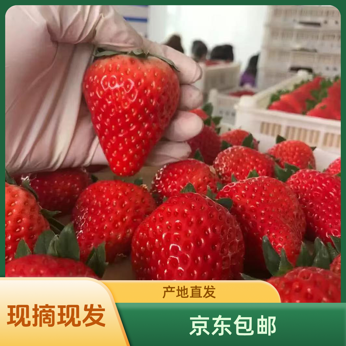 【京东送货上门】新鲜甜宝牛奶草莓 现摘现发 产地直发