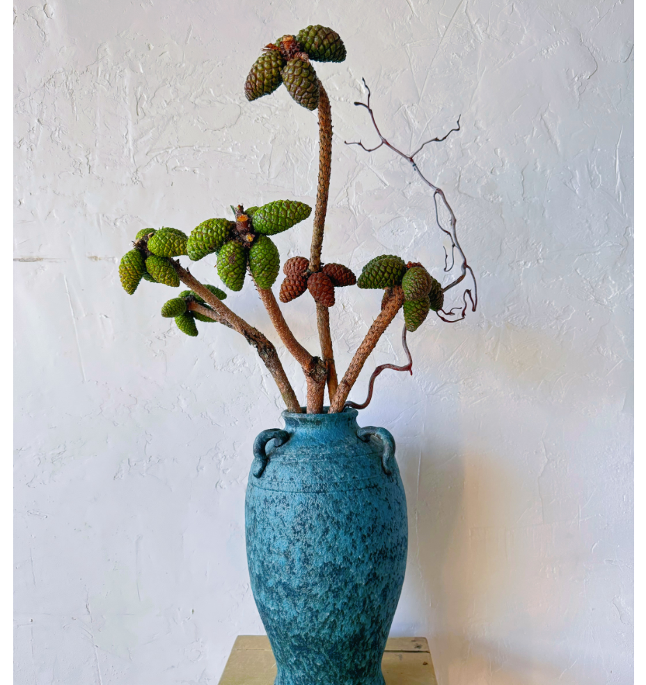 【拾花拾木】马尾松松塔 云南鲜花