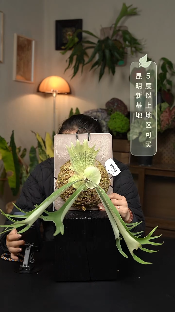 不开花植物V066-野猴孢子苗（叶片微瑕）