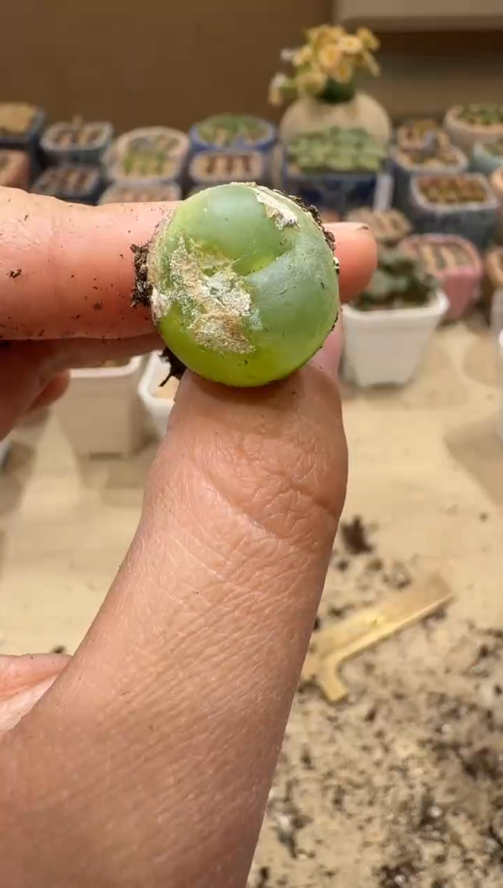 6-183多肉植物肉锥小干伤