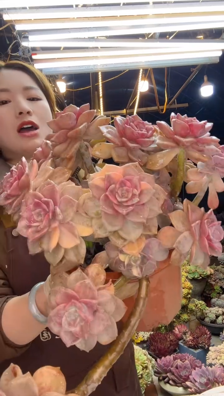 【闪购商品】紫乐锦王炸一物一拍（包邮）