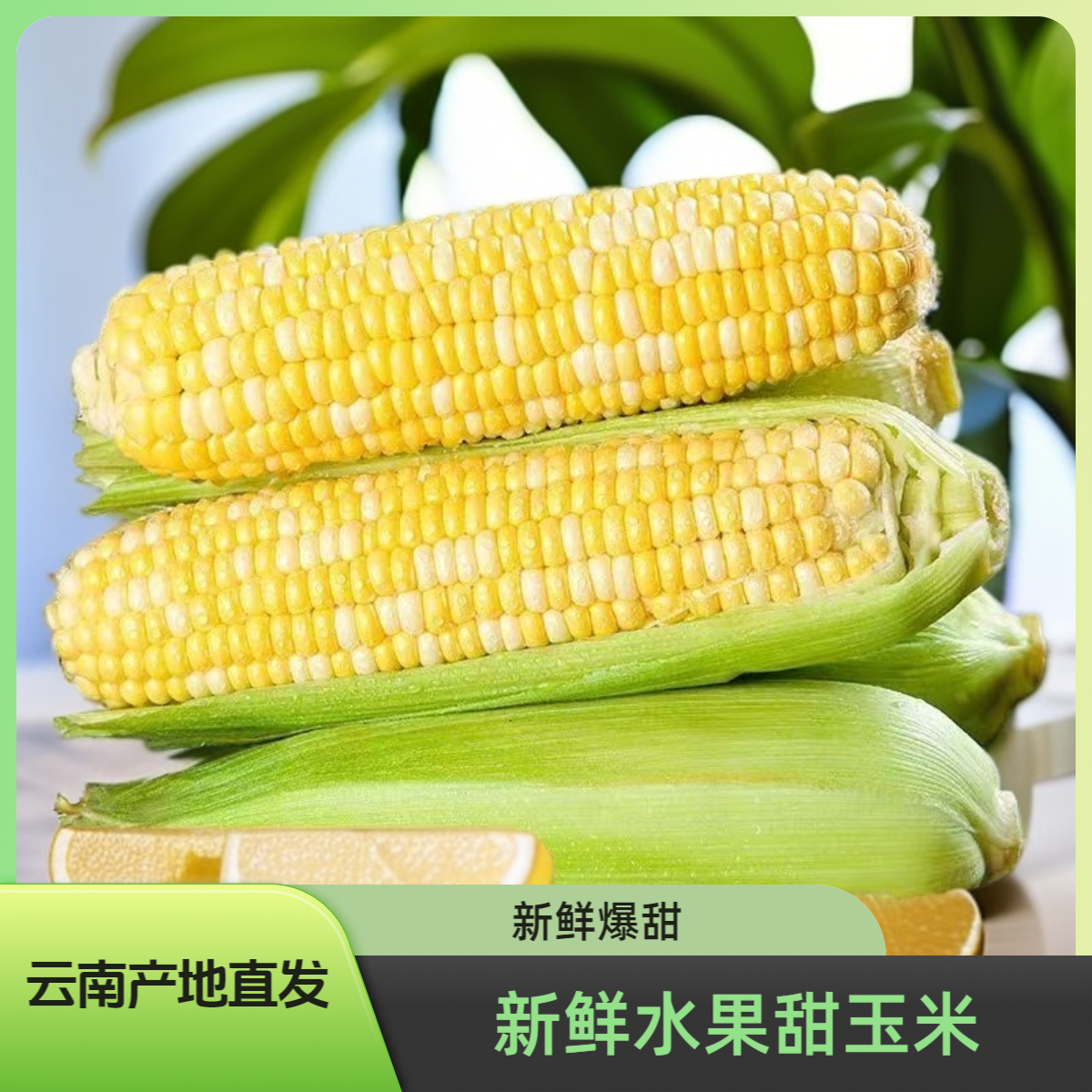 【甜脆】云南金银水果甜玉米新鲜可生吃清甜榨汁蒸煮甜味精品火锅