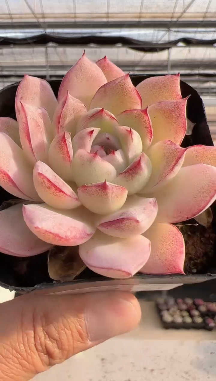 【闪购商品】新款多肉-278