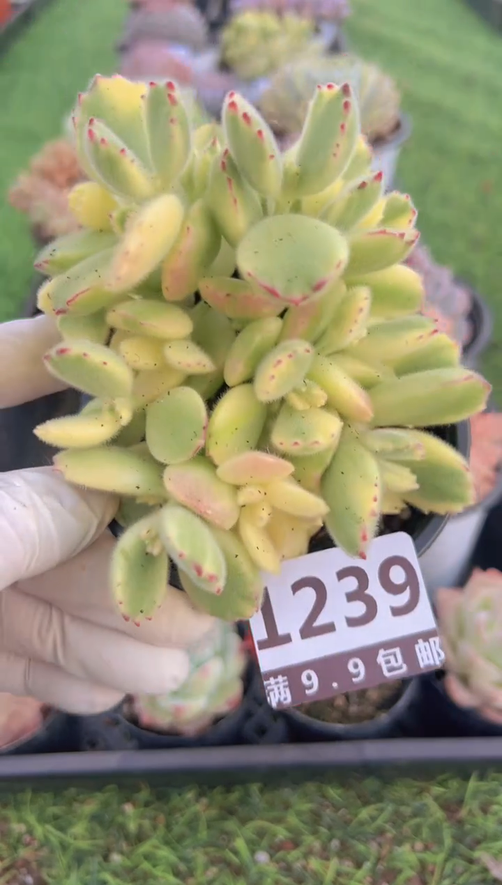 【闪购商品】信服多肉一物一拍