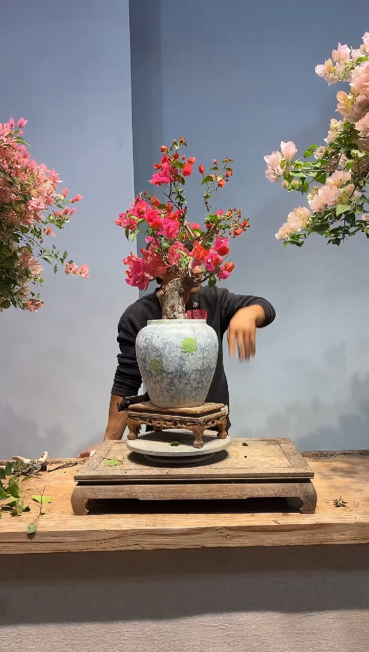 以实际为准三角梅38