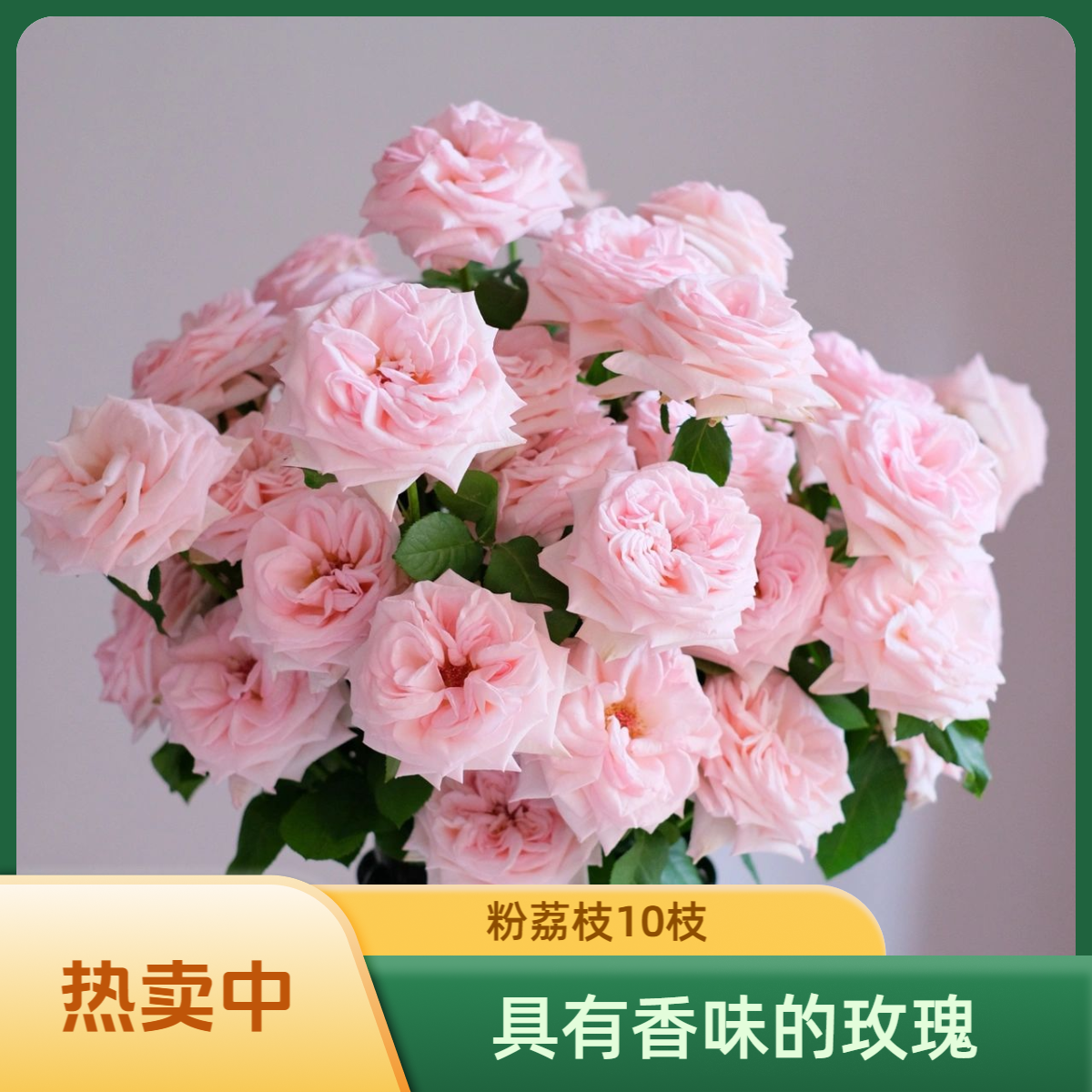 【粉荔枝玫瑰】520瓶插花 云南鲜花直发一单顺丰冷链两单空运