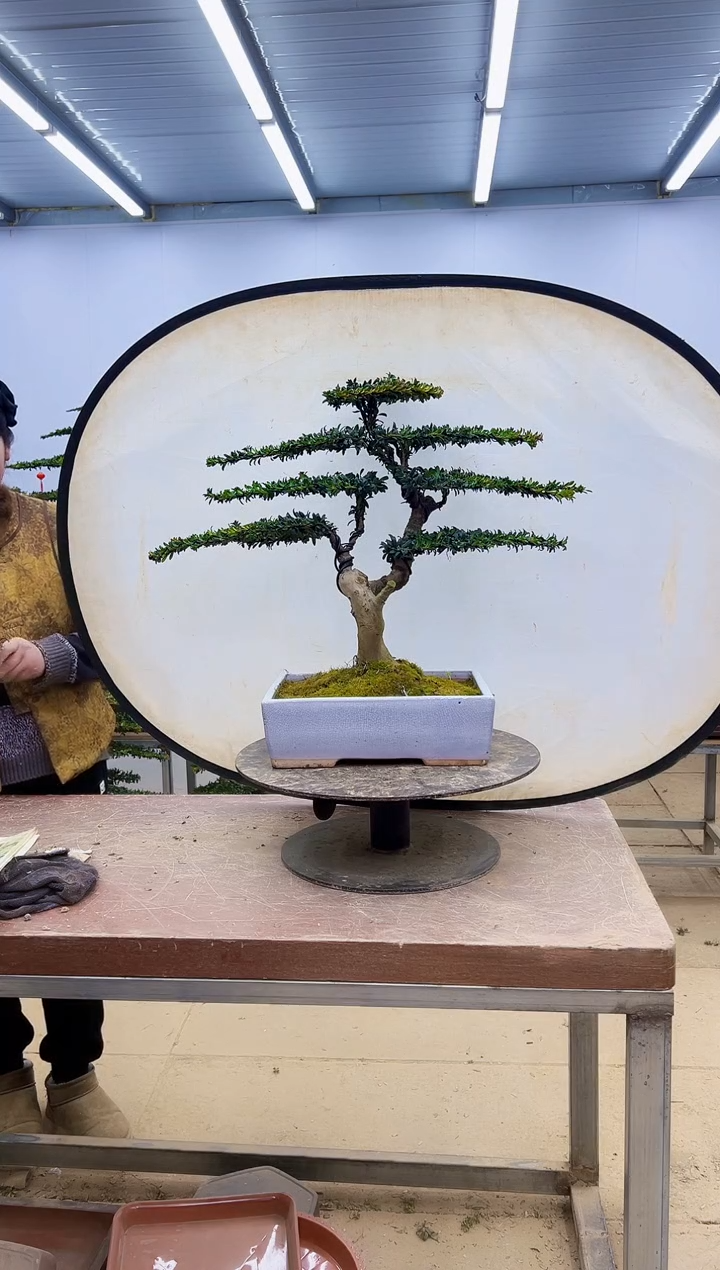 无花朵一物一拍，所见即所得