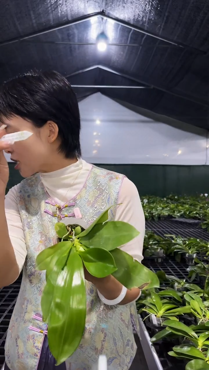 当前无花栽培后可以开花蘑菇盾交蓝珍妮