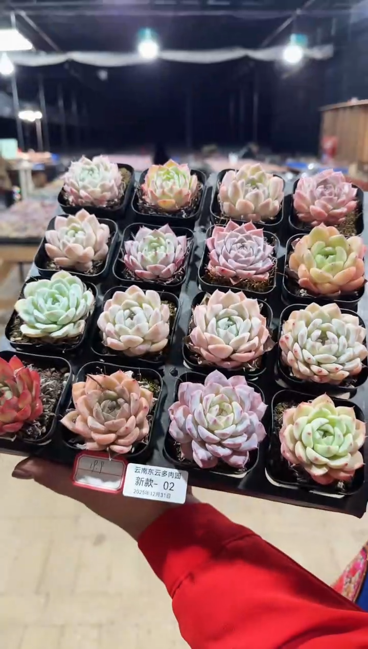 东云多肉园新款-02