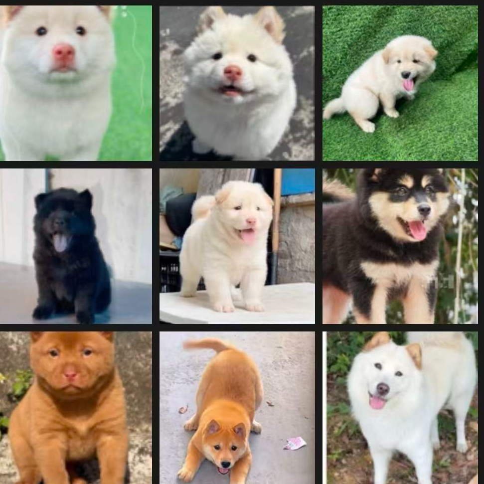 （萌沁）精品土松犬宠物活体广东家养发货