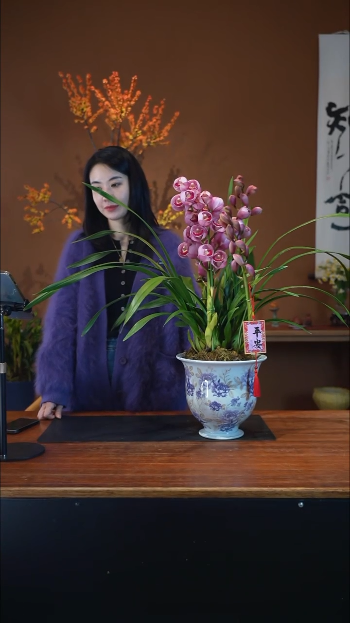 全部花朵粉黛盆景盆景盆景