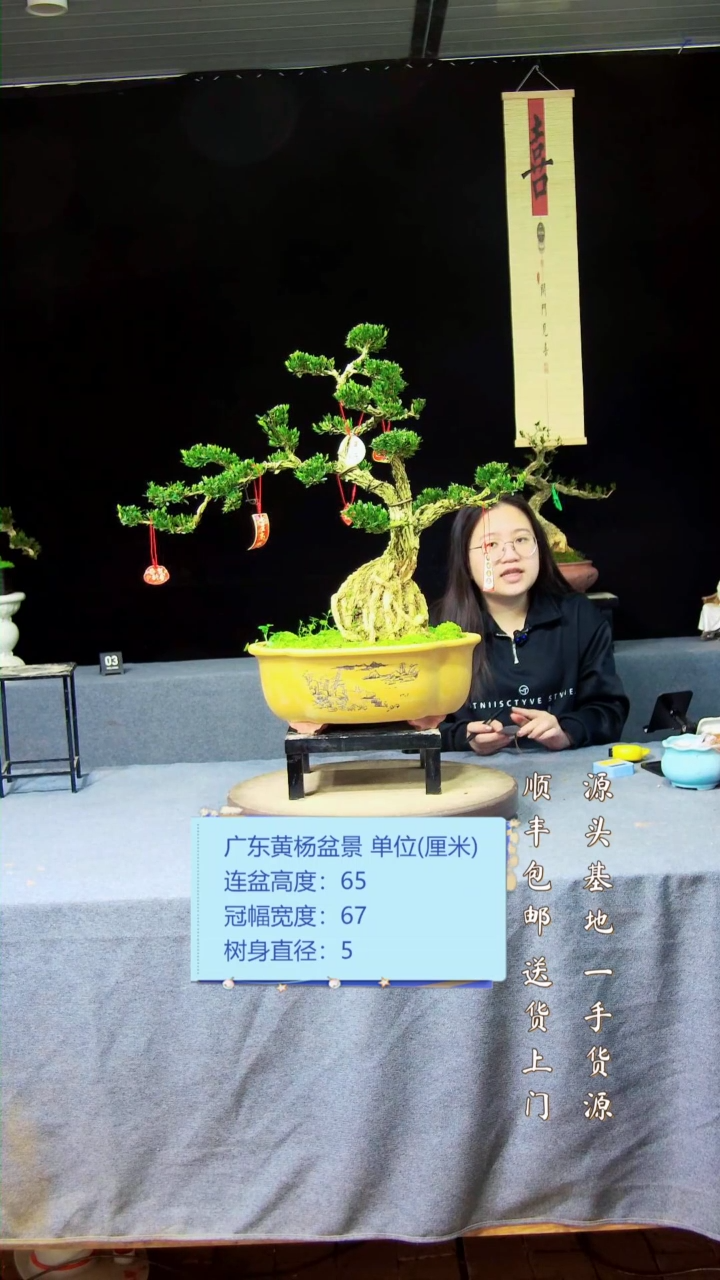 【闪购商品】黄杨盆景黄杨盆景