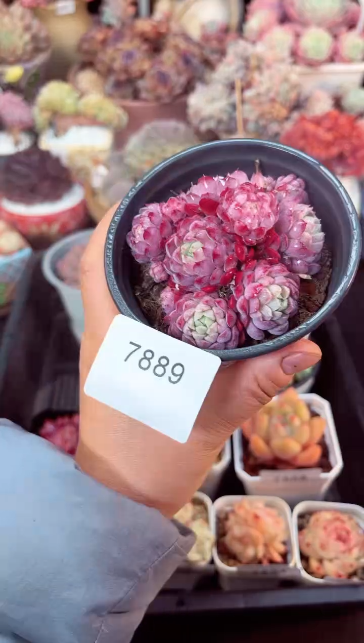 【闪购商品】7889群生羊脂球多肉