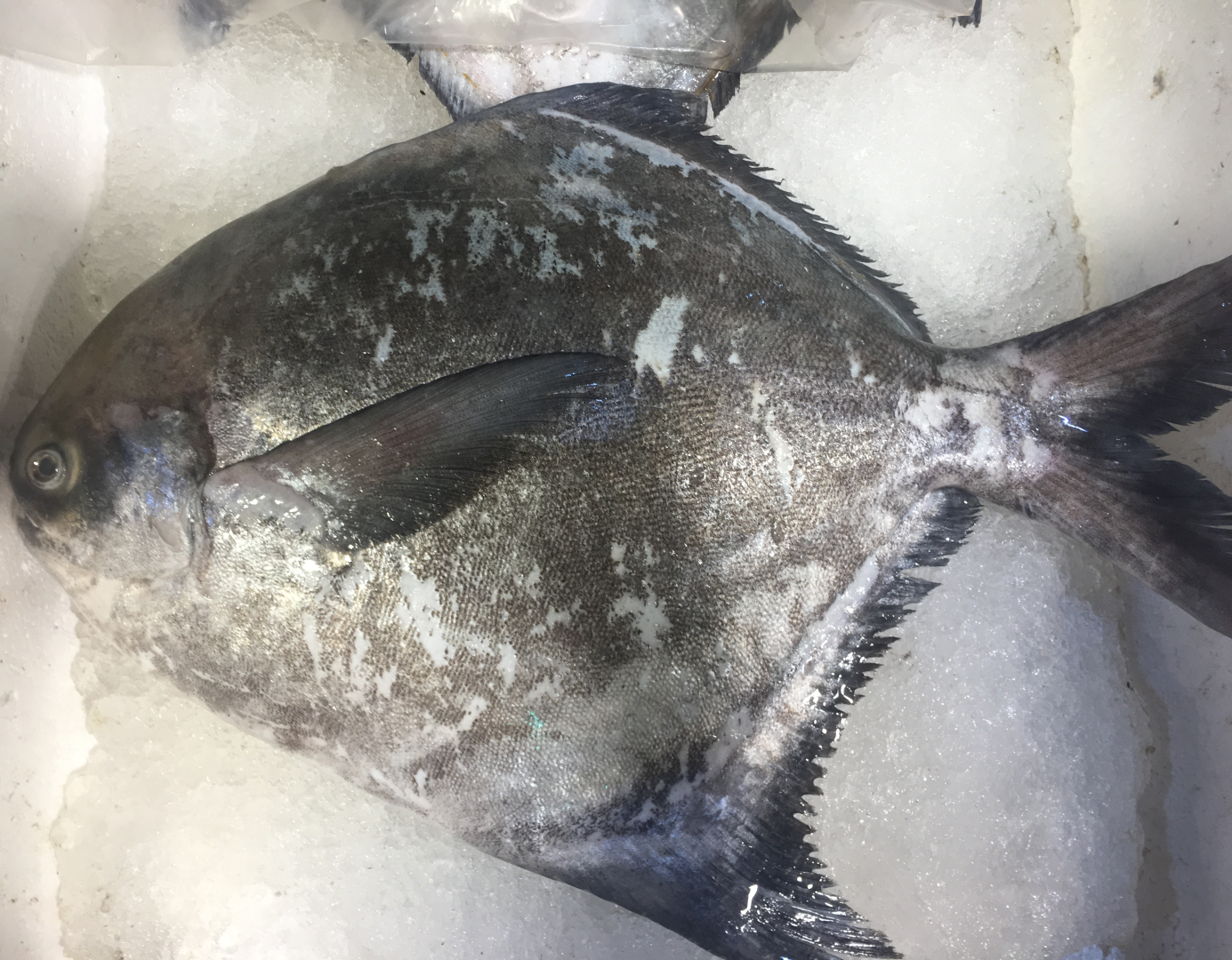 野生.斗鲳鱼2条1.8-2斤左右（直播现称）