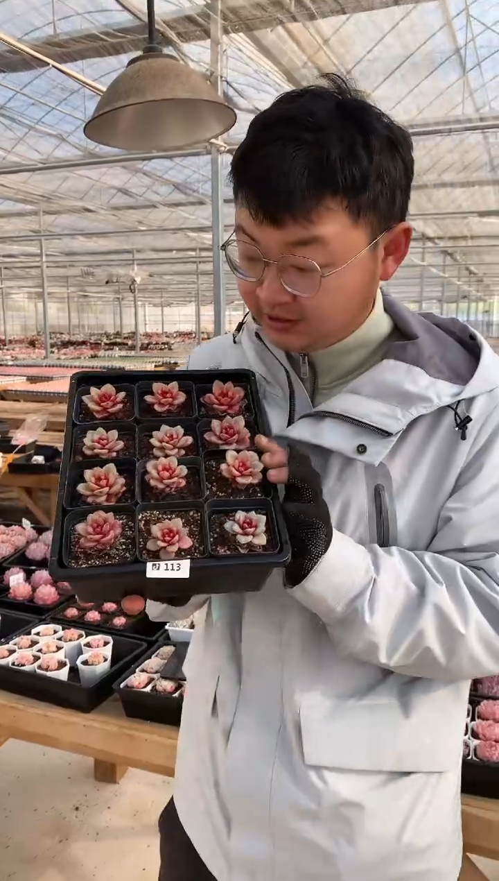 【闪购商品】113德国香槟三棵量拍