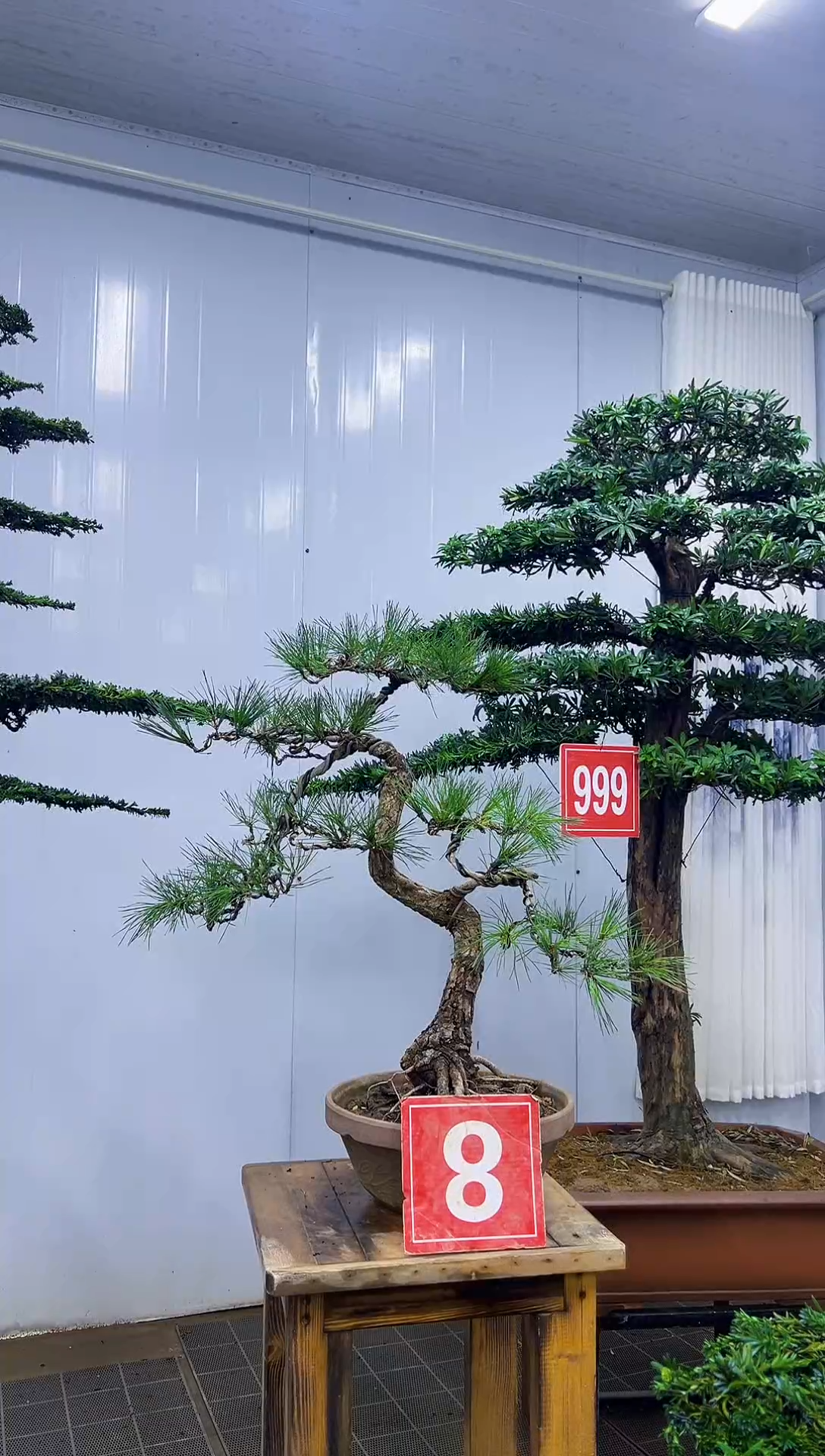 爱***草8号不包邮00000000000