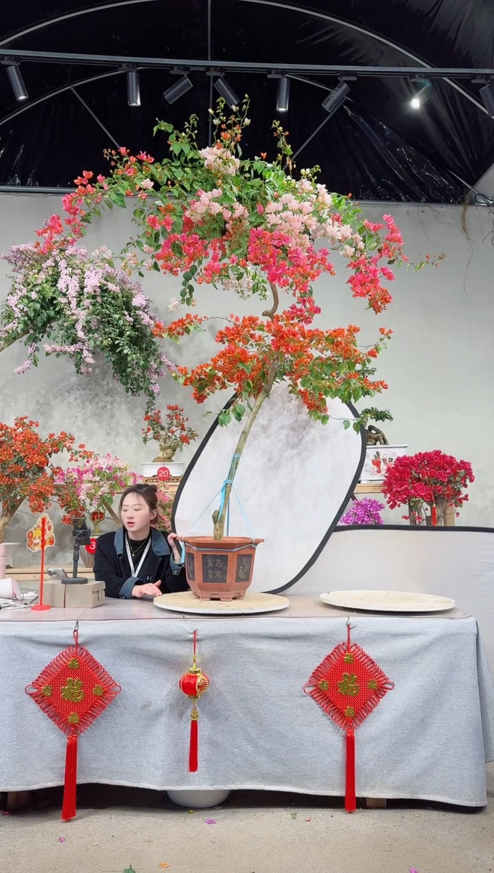 【闪购商品】盆景月光橙