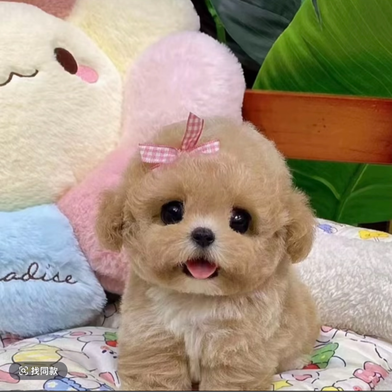 阿文狗狗宠物活体专用链接