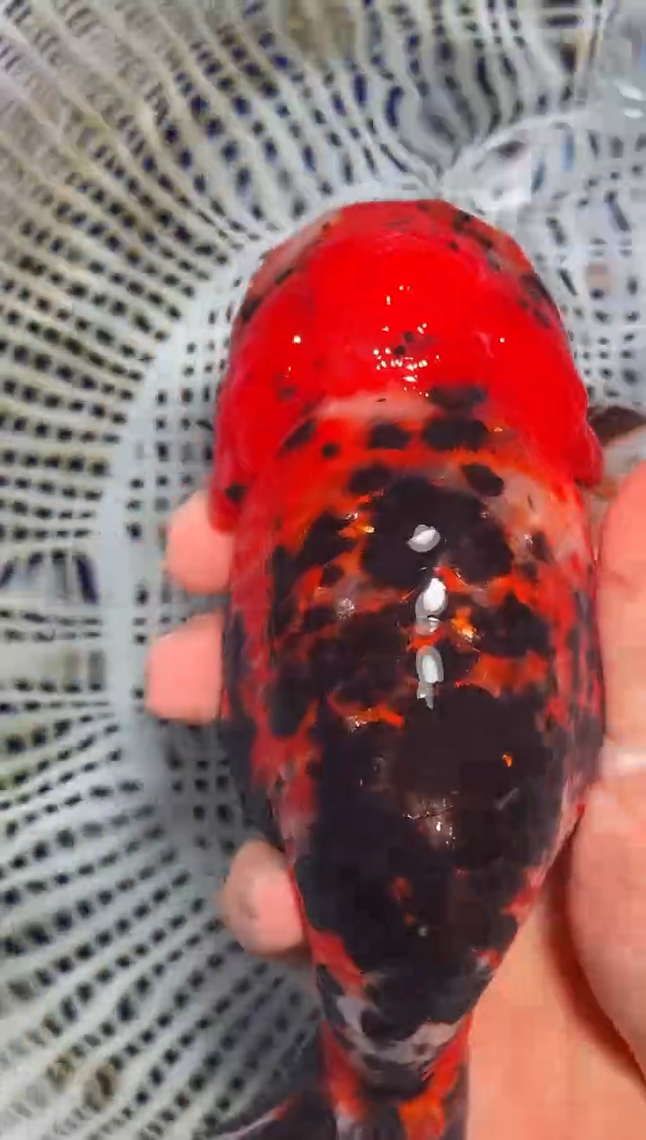 金鱼（运费自理，马印灯照射）福州追鱼兰寿金鱼