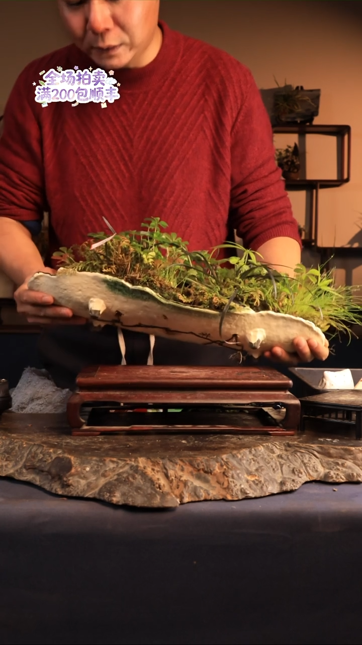 完全开放C39草本植物 不包邮