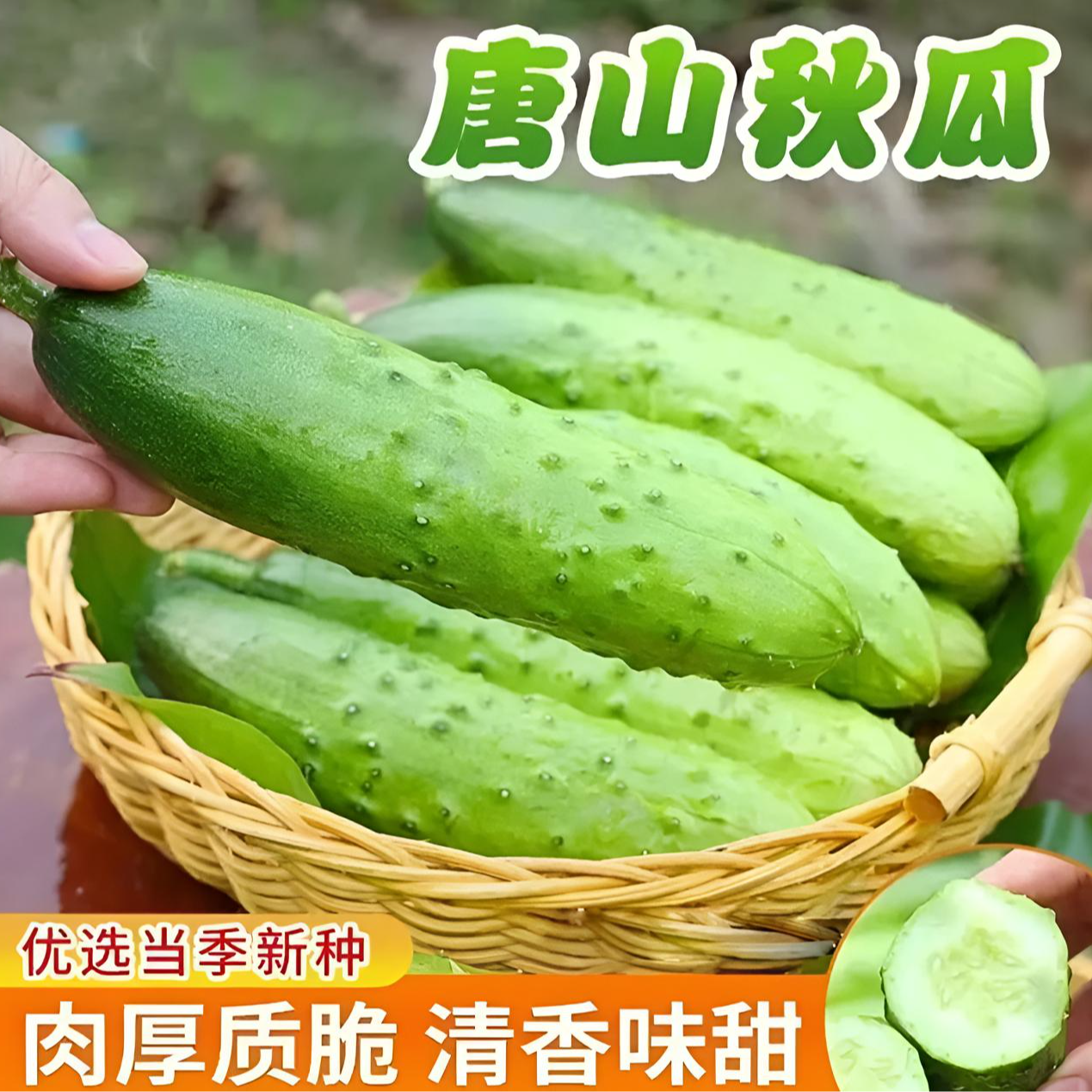 唐山秋瓜种子黄瓜种子老式黄瓜籽旱黄瓜耐热良种爬藤蔬菜种籽商品图