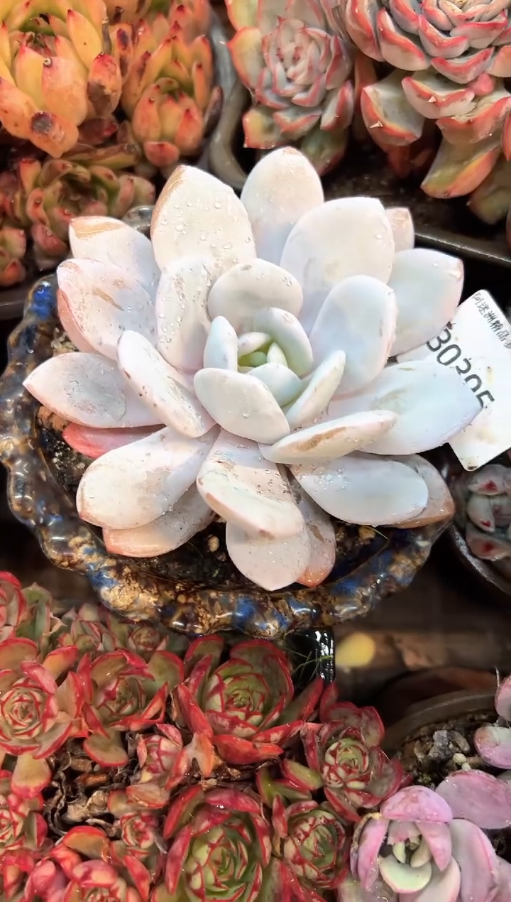 B****长多肉植物一物一拍30395