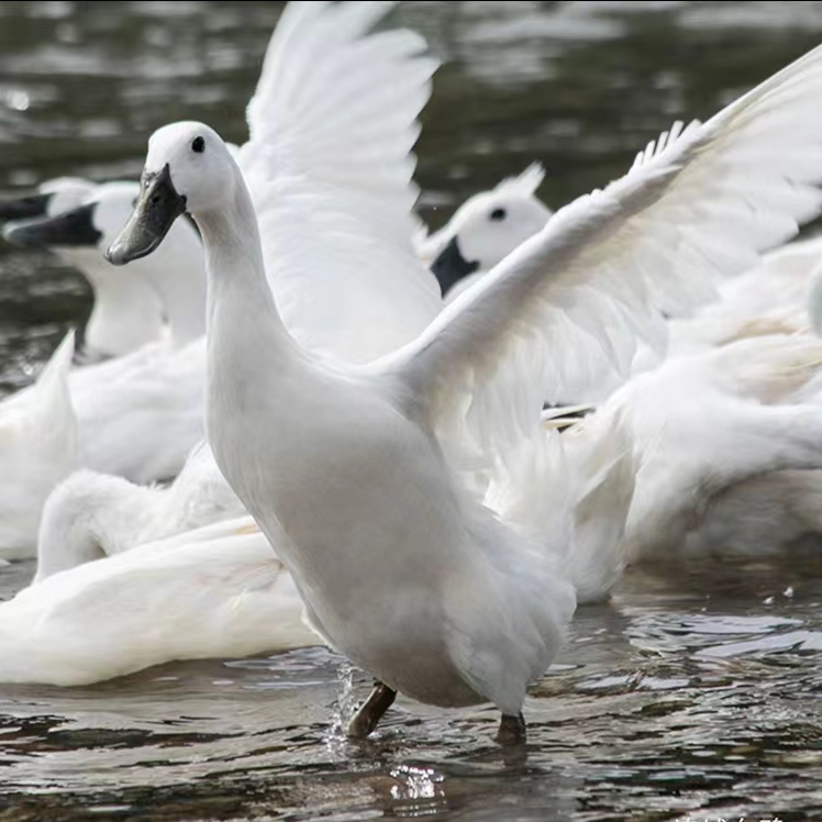 宠物鸭8两连城白鸭公白鹭鸭白鸭活鸭产蛋