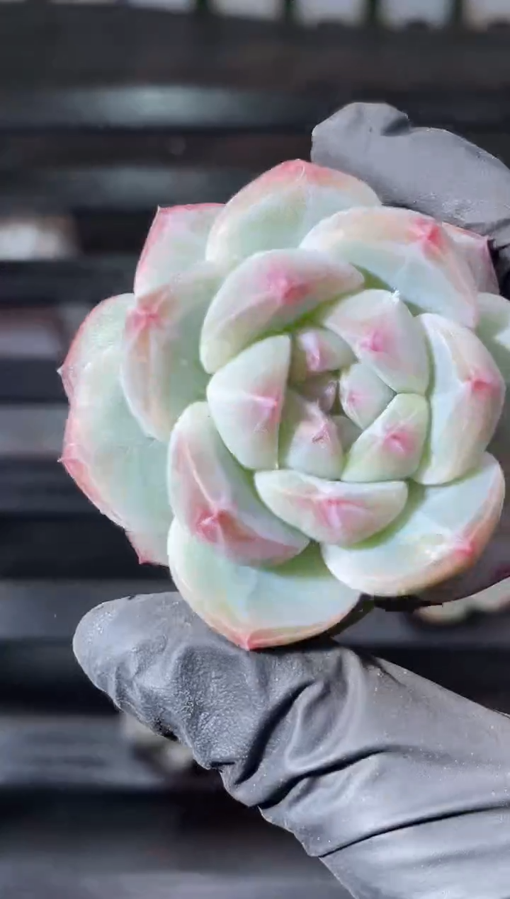 15-58 冰灵3-4厘米量拍发一颗